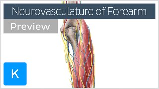 Neurovasculature of the elbow and forearm (preview) - Human Anatomy | Kenhub