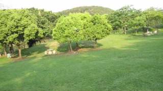 trex 250-990329-1.wmv
