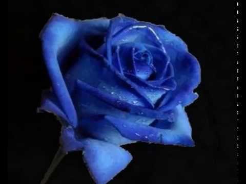 Que significa las rosas azules