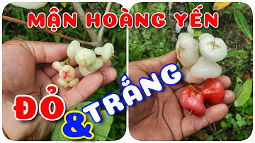 Cây Mận hoàng Yến Trắng & Đỏ | 0386569374 - Ngọc Ngân Bến Tre | Chuyên cây độc lạ