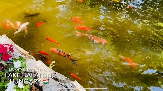 Mukhtar travels to a beautiful nature aquarium in Hungary ??