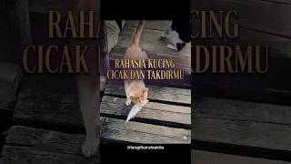 RAHASIA KUCING CICAK DAN TAKDIRMU