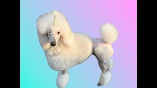 Influencer Standard Poodle Gets A Fancy Haircut
