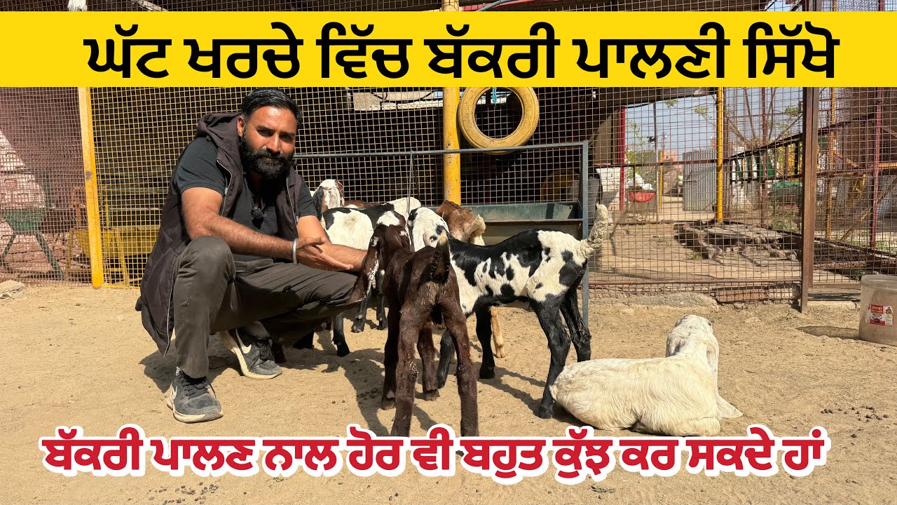 ਬੱਕਰੀ ਪਾਲਣ ਦੀ ਟ੍ਰੇਨਿੰਗ ਲੌਂਗੋਵਾਲ । Goat training  । goats goat #goat #goats 