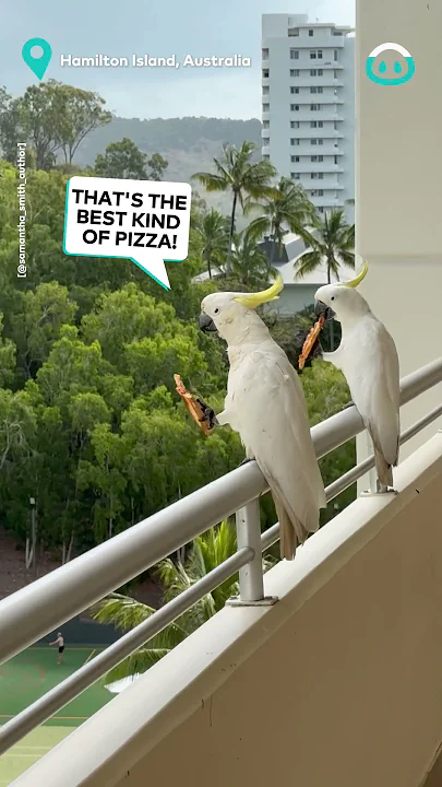 Cheeky Cockatoos Love Leftover Pizza || ViralHog