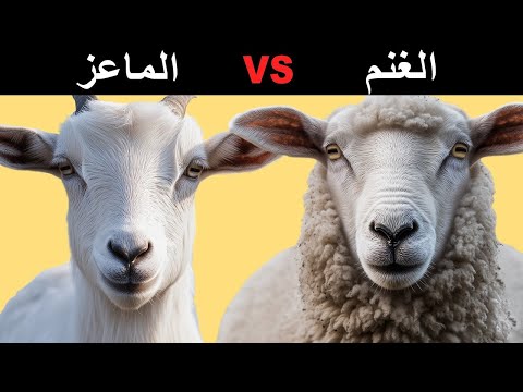الفرق بين الماعز والغنم معلومات مهمة للمربين