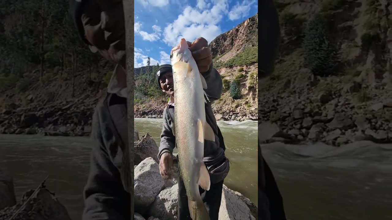 Gran pesca de truchas.  En huancavelica 