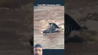 DescriptionThis Zebra Somehow Escaped #shorts 🦓🦓💀