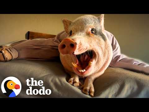 Bougie Rescue Pigs Absolutely Hate Getting Muddy | The Dodo