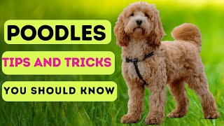 Poodles Tips and Tricks