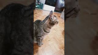 pls like and subscribe