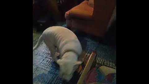 Junior