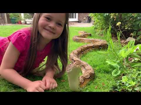 Reticulated Python having a possible existential crisis outside.