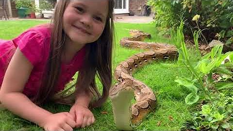 Reticulated Python having a possible existential crisis outside.