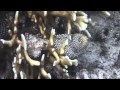 Plongées à Komodo (Bali Indonésie)