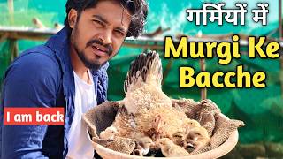 desi murgi ke bacche 🐣गर्मियों में मुर्गी कितने चूज़े निकाली🐓 HEN HARVESTING EGGS TO CHICKS #chicks