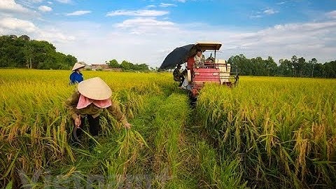 Trung tâm dịch vụ nông nghiệp 2023 báo bình định năm 2024