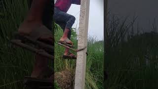 Solusi Cerdas Pemuda Membuat Alat Bantu Untuk Memanjat Tiang Dengan Mudah shorts