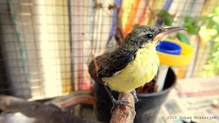 Purple Sunbird Orphan Rehabilitation. Case Study Published Link In Description.