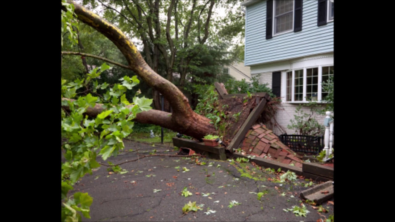 Fallen Tree Branch Removal In Omaha Ne Omaha Junk Disposal 402 590 8092 Autumn Trees Tree Tree Branches