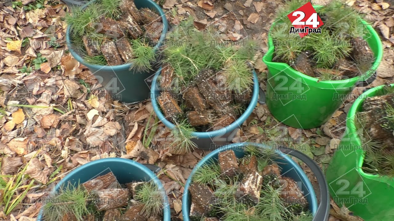 В ДИМИТРОВГРАДЕ ВЫСАДИЛИ ПОРЯДКА 2 ТЫСЯЧ САЖЕНЦЕВ СОСНЫ - YouTube