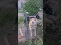 Brown Siberian Husky barking pt 4