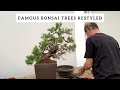 Famous Bonsai Trees Restyled