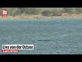 OSTSEE-WAL: Wie geht es Timmy? Jetzt LIVE bei BILD