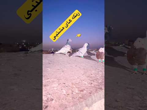 رنگه های غریب مشتبی گرگی در مشهد   شورت