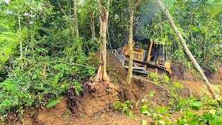 DANGER!! The Dozer Knocked Down a Big Tree in The Forest, Almost Fell on People