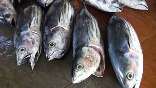 Market of fish and shellfish in Trincomalee, Sri Lanka travel vlog 4K