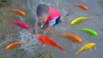 Bất ngờ em ổi bắt được cá vàng nhiều màu sắc trong ao nhỏ, cá chép vàng, cá bút chì, cá kính, cá koi