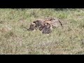 Cheetahs Mating 