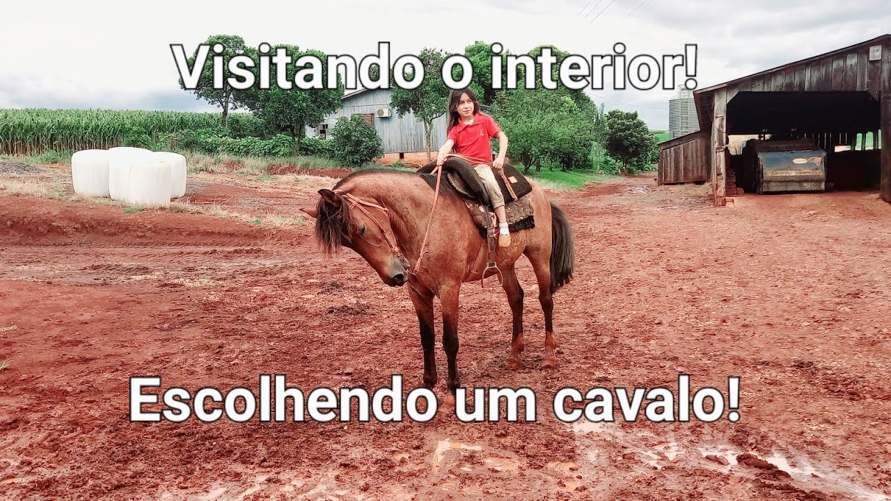 Escolhendo um cavalo pra comprar!🐎🌾