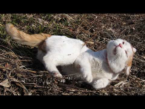 うずまきLIVE配信？　放置？　　2026年4月26日