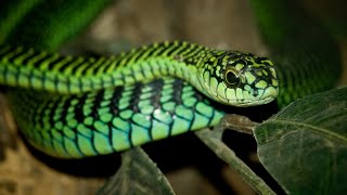 top 10 most dangerous snakes in the world. by TOP 10 1,478 views 2 months ago 55 seconds