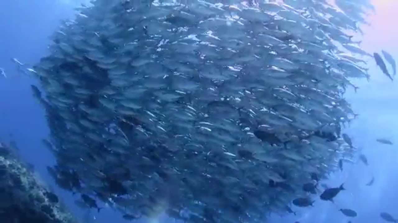 魚 シガテラ 海水