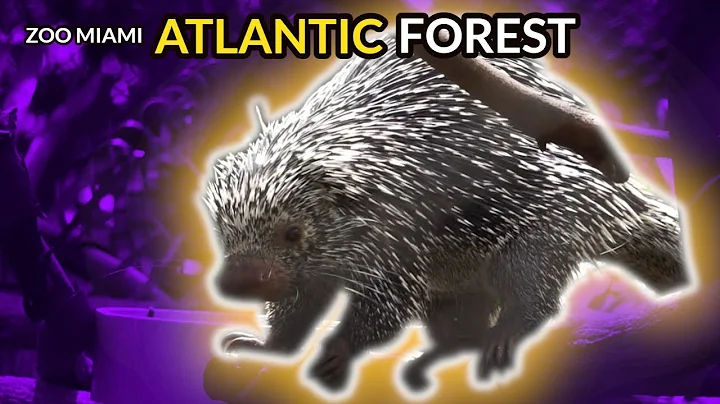 Zoo Miami Atlantic Forest Spirit of Survival