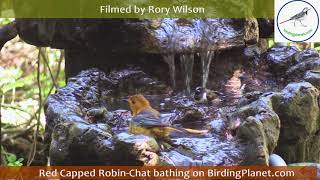 Red Capped Robin-Chat on Birding Planet  by Rory Wilson