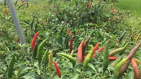 Kĩ Thuật Trồng Ớt Vụ Nghịch.Ớt Cổ 2 Siêu Trái @Vumientayvlog