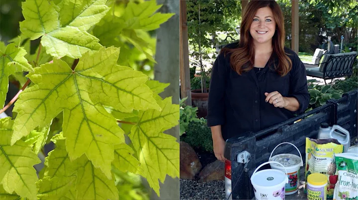 We've Changed How We're Treating Yellowing Foliage and It's Working! 🌿💪 // Garden Answer - DayDayNews