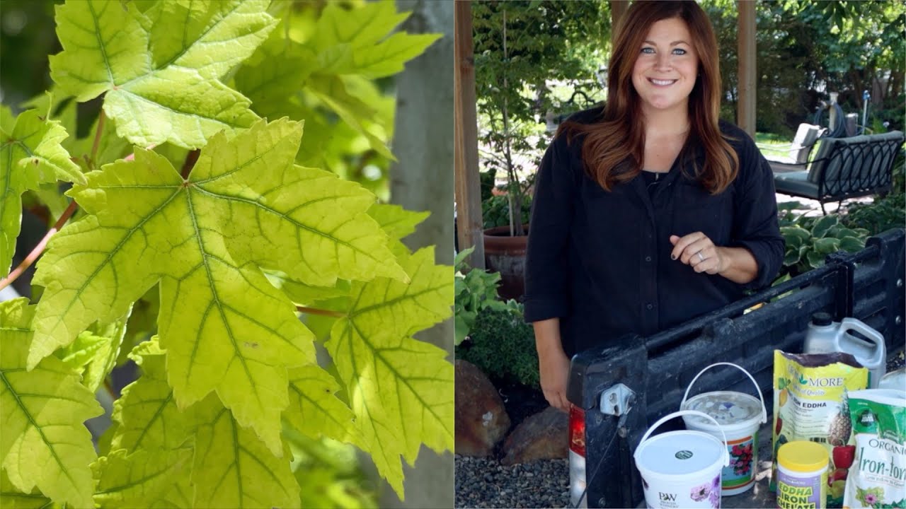 We've Changed How We're Treating Yellowing Foliage and It's Working! 🌿💪 // Garden Answer