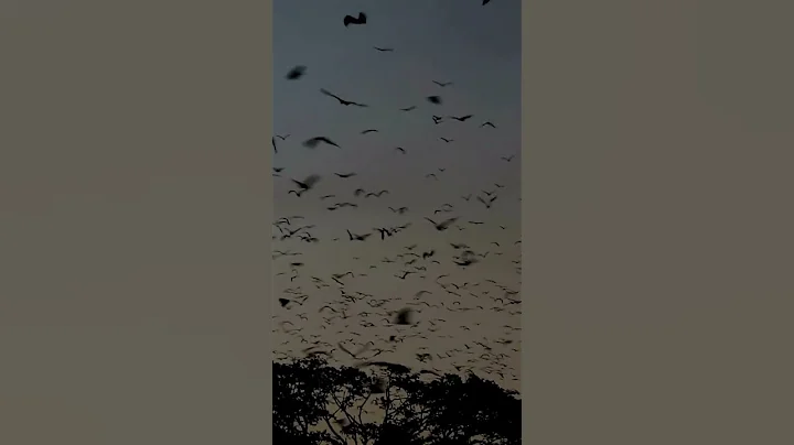 What is Guano? #shorts #scienceeducation #bats #guano #caves #earthscience #educationalvideo #stem