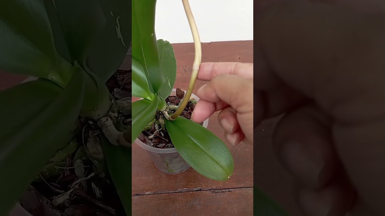 Cuando CORTAR LA VARA FLORAL de un Orquídea Phalaenopsis                 