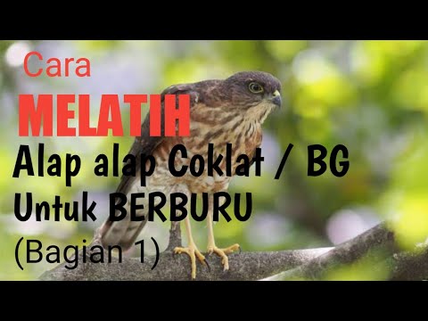 Video: Alap-alap yang mana untuk berburu?