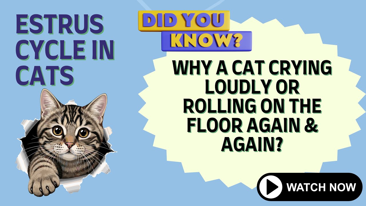 Estrous Cycle in Cats [CC] | Why Cats Cry, Roll & Repeat Heat 🐾| Vetcare