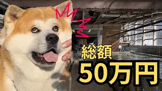 秋田犬にかかった総額50万円...リアルな費用を全部公開します