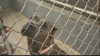 Renegade Paws rescues 26 dogs from puppy mill in Jesup