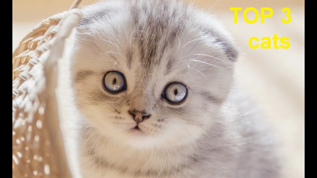 Шотландская Абиссинская кошка Рэгдолл. Scottish Fold Abyssinian Ragdoll ...