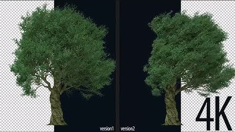 Olive Trees Stock Motion Graphics